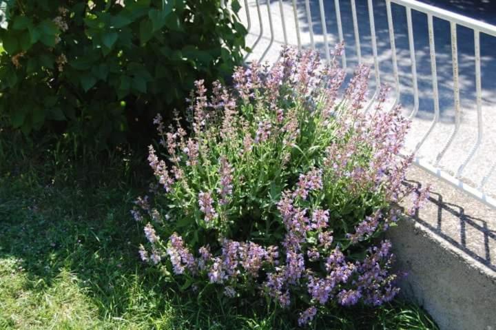 Apartman Nata Senj  Exterior foto
